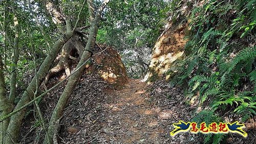 林口頂福巖森林步道 (56).jpg