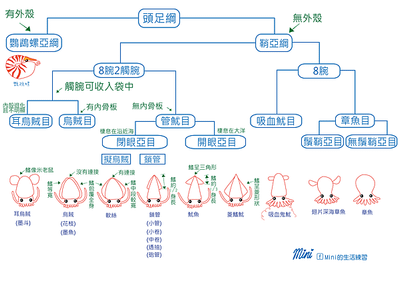 教你分辨魷魚、透抽、軟絲、花枝、鎖管、章魚.png