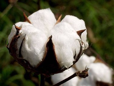 Raw_Cotton_Cotton_Linter_Pulp_And_Cotton_Linter