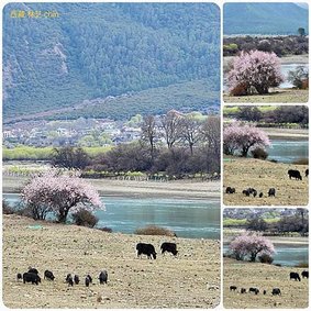 120401四川 成都-西藏 林芝 拼圖(1).jpg
