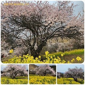 1120402西藏 林芝 嘎拉桃花村-色季拉山-魯朗 拼圖(2).jpg