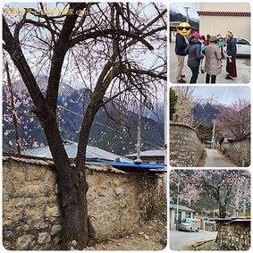 1120405西藏 林芝 八一鎮 比日神山 拜訪藏家 拼圖(8-2).jpg