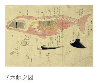 台灣的捕鯨歷史1920-1942-當時的台灣總督府或許是具永
