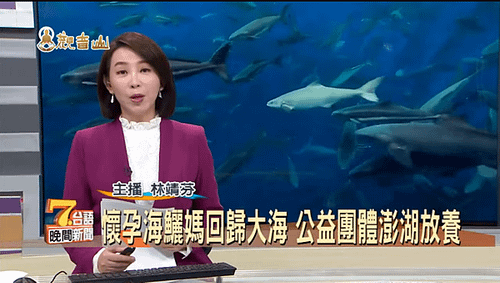 新聞觀音山搶救懷孕的海鱺媽媽母親節