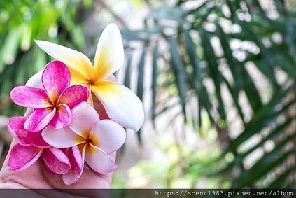 【植物語】「夾竹桃雞蛋花」怎麼種？花園裡的水煮蛋 梔緬花∣筆