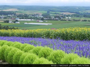 富良野_DSCN1001_上富良野_花