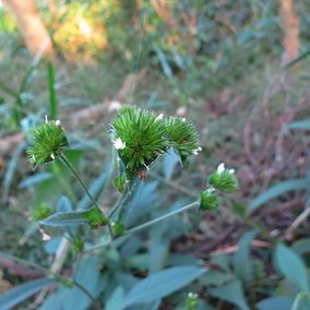 1021201大同山_地膽草(毛蓮菜).jpg