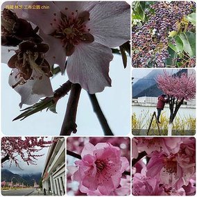 120401四川 成都-西藏 林芝 拼圖(7).jpg