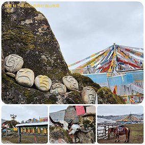1120404西藏 林芝 魯朗 高山牧場-鲁朗林海-色季拉山 啞口-雅尼國家濕地公園-八一鎮 拼圖(13).jpg