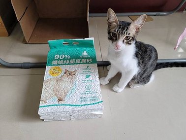 新手鏟屎官 豆腐砂推薦 - 毛孩時代 90%纖維絲蘭豆腐砂 