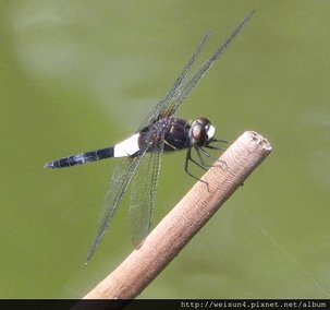 昆蟲綱_蜻蛉目_蜻蜓科_黃紉蜻蜓-雄_竹市_科學園區_20150707.JPG