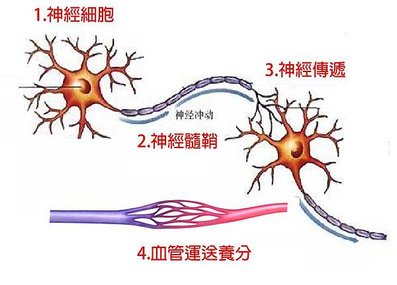 神經圖