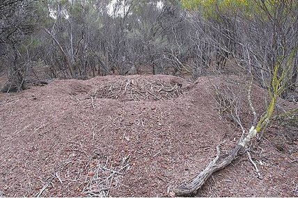 Mallefowl-mound2-photo-Blair-Parsons_790_525_s_c1.jpg