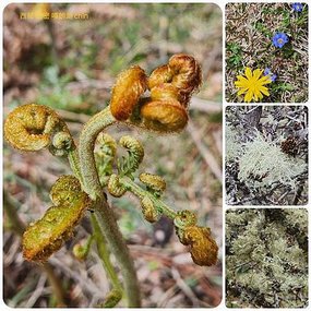 1120403西藏 林芝 魯朗-波密 嘎朗湖 嘎朗村 桃花溝 拼圖(9).jpg
