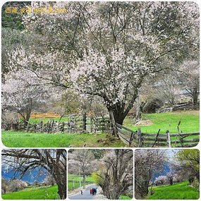 1120403西藏 林芝 魯朗-波密 嘎朗湖 嘎朗村 桃花溝 拼圖(23).jpg