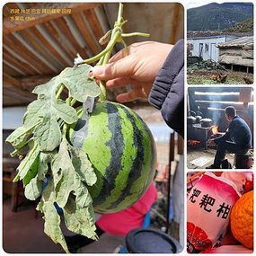1120405西藏 林芝 八一鎮 比日神山 拜訪藏家 拼圖(10).jpg