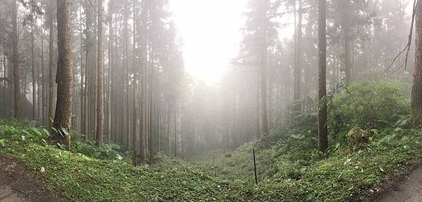 ⛺️【北部野營地點推薦】走進新竹神秘黑森林 |【羅山林道】北