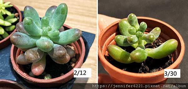 【1吋多肉怎麼照顧？】乙女心、黃金萬年草、蔓蓮46天種植心得
