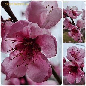 1120402西藏 林芝 嘎拉桃花村-色季拉山-魯朗 拼圖(3).jpg