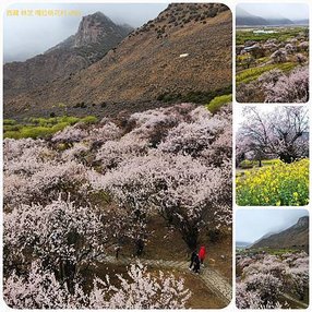 1120402西藏 林芝 嘎拉桃花村-色季拉山-魯朗 拼圖(5).jpg