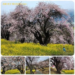 1120402西藏 林芝 嘎拉桃花村-色季拉山-魯朗 拼圖(6).jpg