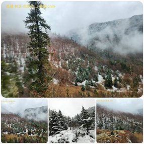 1120402西藏 林芝 嘎拉桃花村-色季拉山-魯朗 拼圖(7).jpg