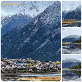 1120403西藏 林芝 魯朗-波密 嘎朗湖 嘎朗村 桃花溝 拼圖(8).jpg