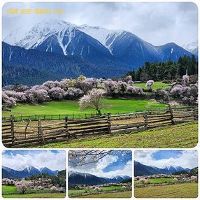 1120403西藏 林芝 魯朗-波密 嘎朗湖 嘎朗村 桃花溝 拼圖(19).jpg