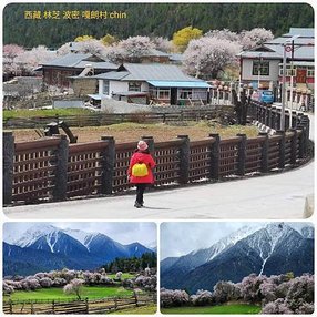 1120403西藏 林芝 魯朗-波密 嘎朗湖 嘎朗村 桃花溝 拼圖(28).jpg