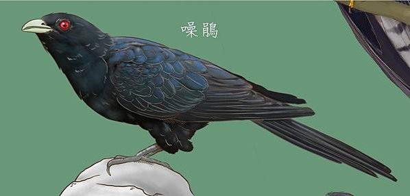 杜鵑鳥，俗稱布穀鳥分布於歐、亞、非洲的杜鵑科鳥類屬於孵卵寄生