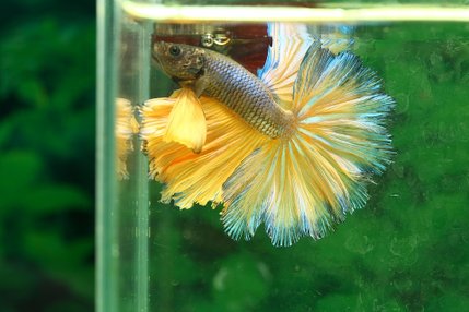 betta-2446693_960_720.jpg