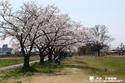 平城宮跡 (1017)