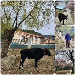 120401四川 成都-西藏 林芝 拼圖(4).jpg