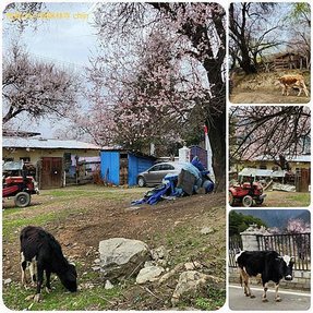 120401四川 成都-西藏 林芝 拼圖(3).jpg