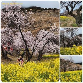 1120402西藏 林芝 嘎拉桃花村-色季拉山-魯朗 拼圖(1).jpg