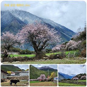 1120403西藏 林芝 魯朗-波密 嘎朗湖 嘎朗村 桃花溝 拼圖(13).jpg