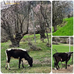 1120403西藏 林芝 魯朗-波密 嘎朗湖 嘎朗村 桃花溝 拼圖(22).jpg