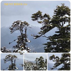 1120404西藏 林芝 魯朗 高山牧場-鲁朗林海-色季拉山 啞口-雅尼國家濕地公園-八一鎮 拼圖(28).jpg