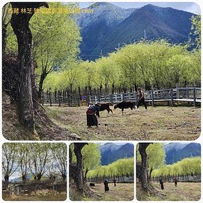 1120404西藏 林芝 魯朗 高山牧場-鲁朗林海-色季拉山 啞口-雅尼國家濕地公園-八一鎮 拼圖(36).jpg