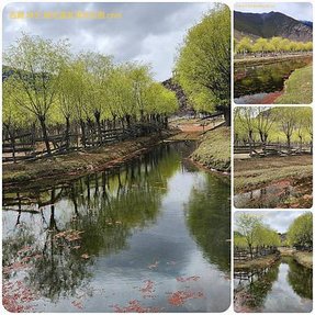1120404西藏 林芝 魯朗 高山牧場-鲁朗林海-色季拉山 啞口-雅尼國家濕地公園-八一鎮 拼圖(35).jpg