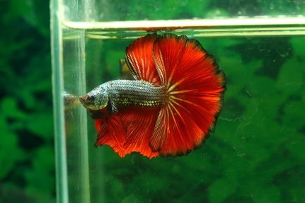 betta-2446690_960_720.jpg