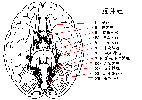 cranialn_c.gif