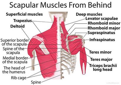 Scapula-shoulder-blade-muscles-behind.jpg