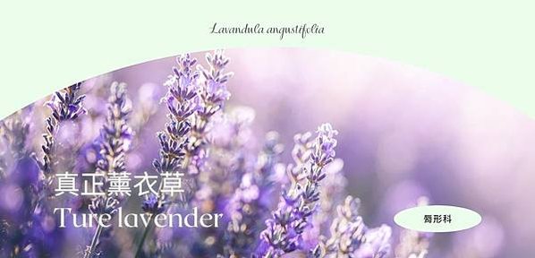 True Lavender