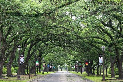 萊斯大學