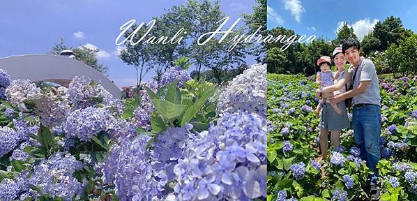 萬里高家繡球花圖