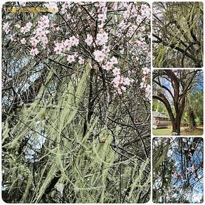 1120403西藏 林芝 魯朗-波密 嘎朗湖 嘎朗村 桃花溝 拼圖(11).jpg