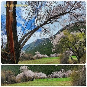 1120403西藏 林芝 魯朗-波密 嘎朗湖 嘎朗村 桃花溝 拼圖(17).jpg