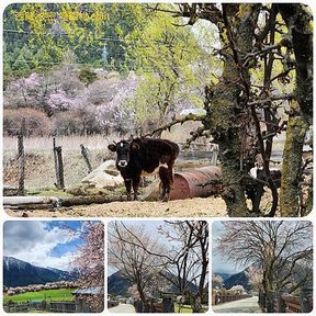 1120403西藏 林芝 魯朗-波密 嘎朗湖 嘎朗村 桃花溝 拼圖(18).jpg