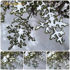 1120404西藏 林芝 魯朗 高山牧場-鲁朗林海-色季拉山 啞口-雅尼國家濕地公園-八一鎮 拼圖(27).jpg